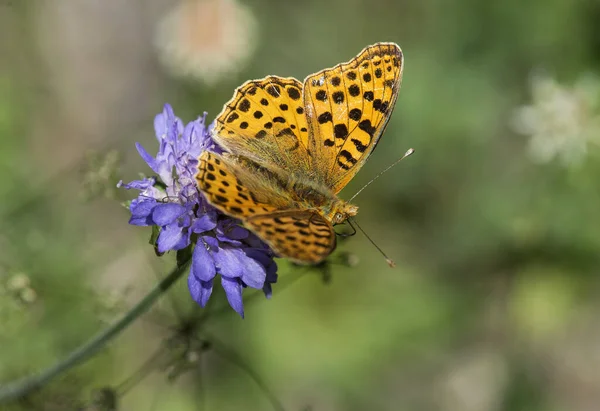 Spotted Fritillary Melitaea Didyma Butterfly Brush Footed Butterflies Family Nymphalidae — Stock Photo, Image