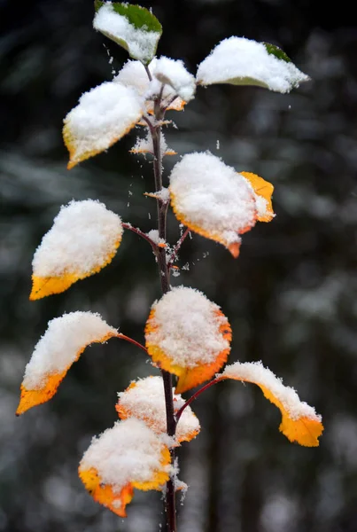 Een Prachtig Shot Van Besneeuwde Bladeren Een Tak — Stockfoto