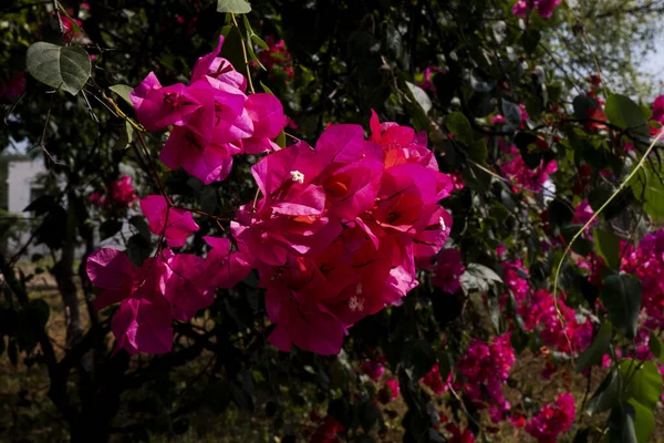 Detailní Záběr Bougainvillea — Stock fotografie