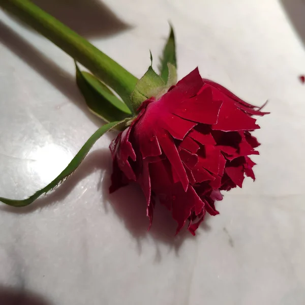 Tiro Close Uma Rosa Vermelha Uma Mesa Branca — Fotografia de Stock
