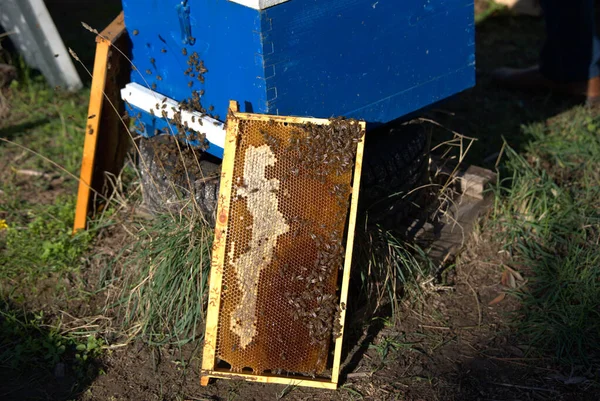 Apicoltura Gli Apicoltori Prendono Miele Dagli Alveari Dalle Conifere — Foto Stock