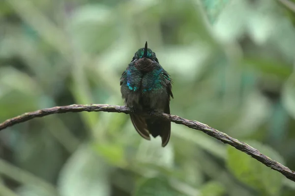 Colpo Frontale Simpatico Uccello Sunangel Dalla Gola Viola Appollaiato Sul — Foto Stock