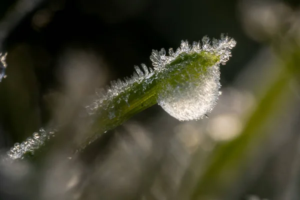 Een Selectieve Focusshot Van Bevroren Gras Het Weitje — Stockfoto