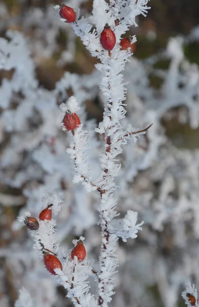 Donmuş Rosa Canina Dallarının Seçici Odak Noktası — Stok fotoğraf