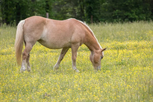 Hästarna Betesmark Cades Cove Park Inom Tennessee Delen Great Smokey — Stockfoto