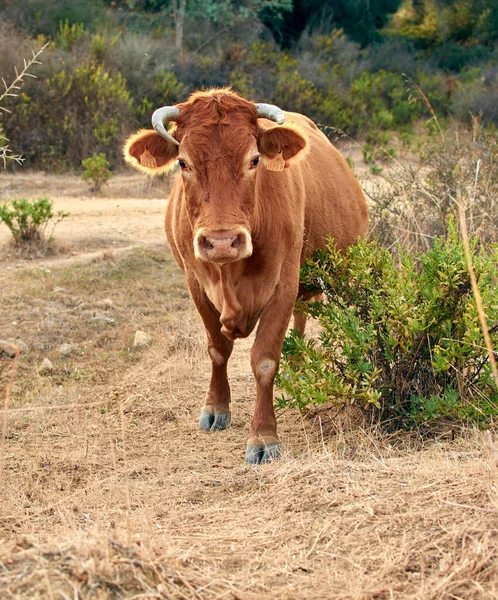 Disparo Vertical Una Vaca Marrón Campo —  Fotos de Stock