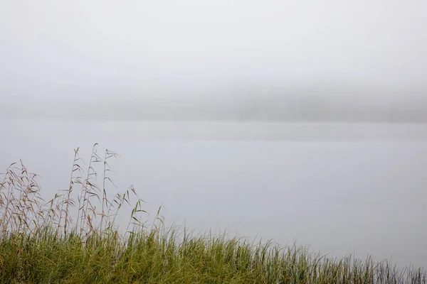Крупный План Травы Берегу Реки Туманный День — стоковое фото