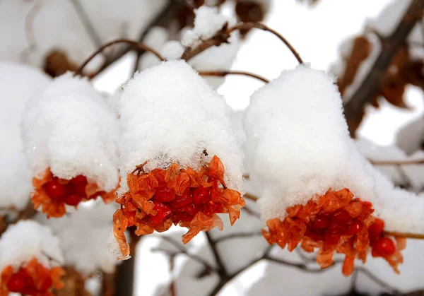 Ein Zweig Mit Sorbus Aucuparia Der Mit Schnee Bedeckt Ist — Stockfoto
