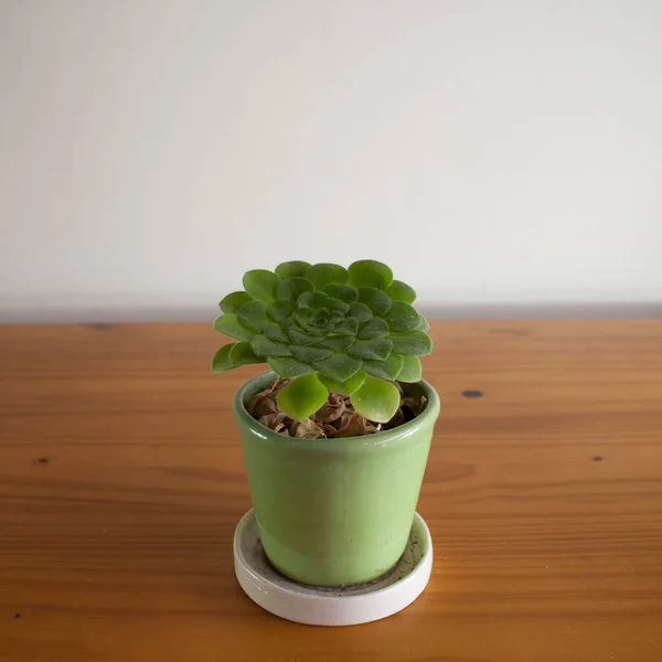 Vertical Shot Potted Succulent Houseplant Wooden Table — Stock Photo, Image