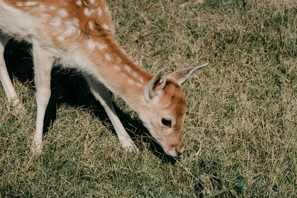 Kilátás Egy Aranyos Kis Szarvas Eszik Füvet Mező Közepén Egy — Stock Fotó