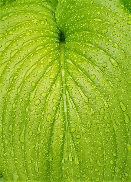 Ein Makroschuss Von Tau Auf Einer Blattoberfläche Der August Lilie — Stockfoto