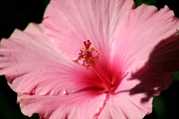분홍색 백합화를 클로즈업 — 스톡 사진