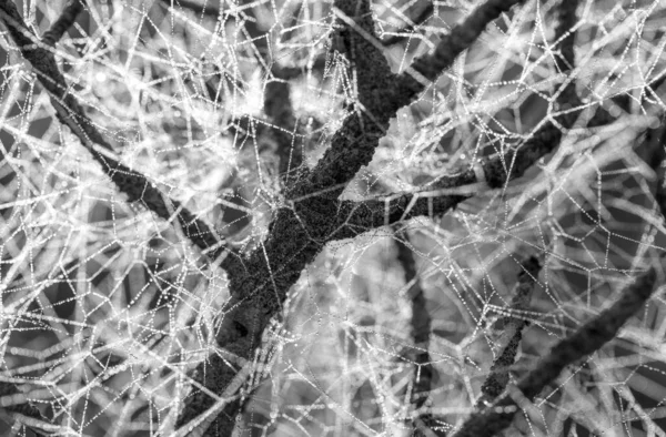 얼음으로 뒤덮인 거미줄과 나뭇가지를 클로즈업하여 줄나비 — 스톡 사진