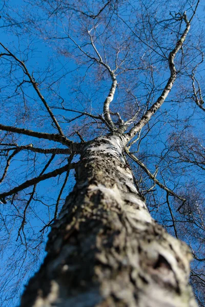 Tiro Ângulo Baixo Uma Árvore Fundo Céu — Fotografia de Stock