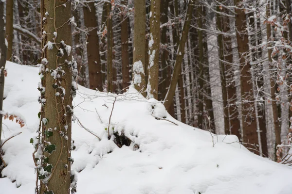 Une Vue Imprenable Sur Les Arbres Dans Une Forêt Enneigée — Photo