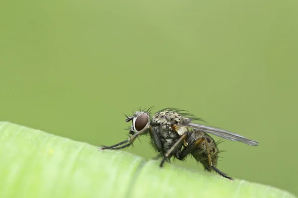 Plan Macro Une Mouche Sur Fond Vert — Photo