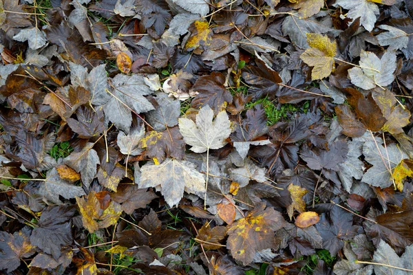 Une Vue Dessus Sol Recouvert Feuilles Automne Colorées Comme Tapis — Photo