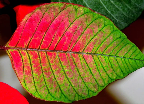 Veins Leaf Red Green — Stock Photo, Image