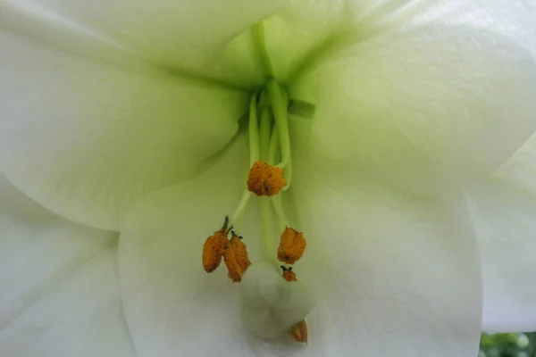 Close Lírio Branco Florescente Macro — Fotografia de Stock