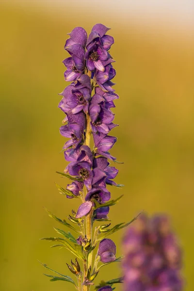 Plano Vertical Una Flor Acónito Púrpura Sobre Fondo Borroso — Foto de Stock