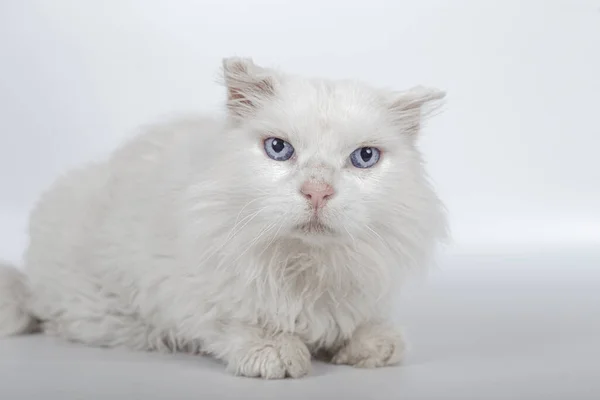 Krásná Bílá Britská Dlouhosrstá Kočka Modrýma Očima Roztomilou Tváří Bílém — Stock fotografie
