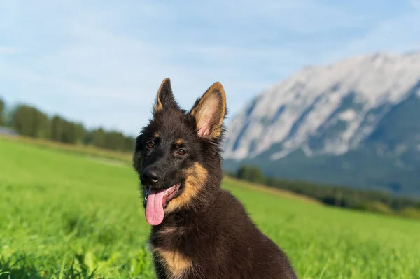 Vacker Bild Färgad Hund Med Tungan Sticka Munnen Trädgården Isolerad — Stockfoto