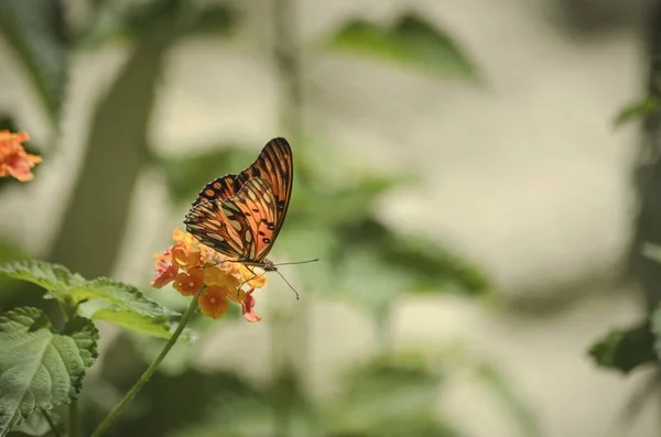 Primer Plano Una Mariposa Sobre Una Flor Sobre Fondo Borroso — Foto de Stock