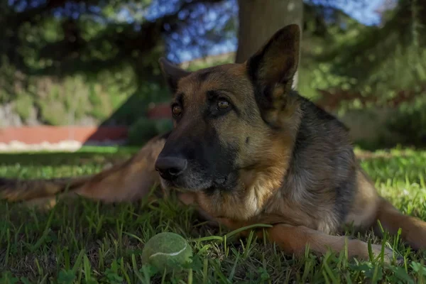 Perro Pastor Alemán Acostado Jardín — Foto de Stock