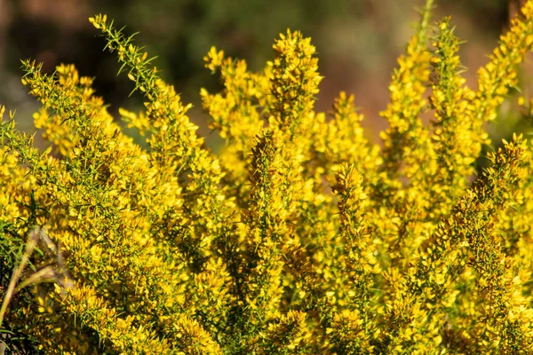 Szelektív Fókusz Lövés Fényes Sárga Gorse Virágok — Stock Fotó