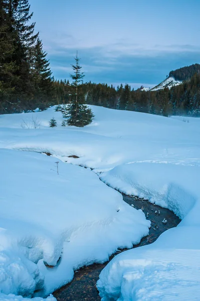 Vertikal Bild Bäck Snöig Skog — Stockfoto