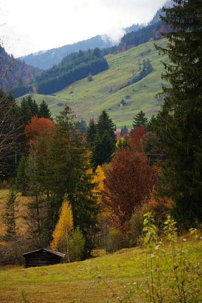 Een Verticale Opname Van Herfstbomen Bossen Van Duitse Alpen Bij — Stockfoto