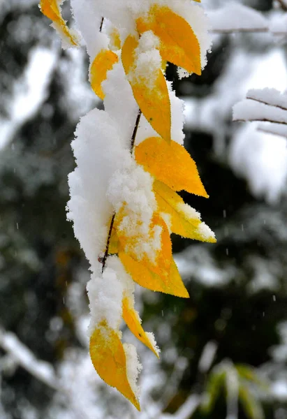 在树枝上挂着一张美丽的雪片 — 图库照片