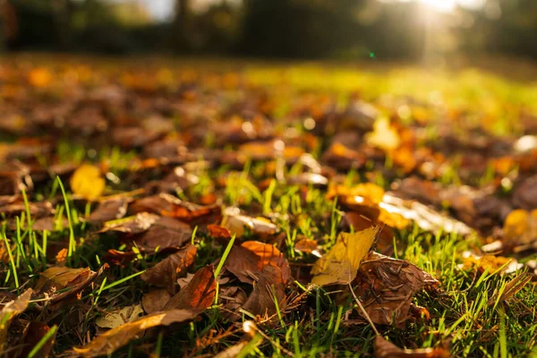 Селективный Фокус Осенних Листьев Траве — стоковое фото