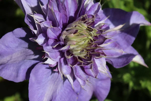 Zbliżenie Ujęcie Wielobarwnego Kwiatu Clematis Ogrodzie — Zdjęcie stockowe