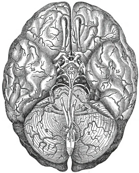 Una Topografía Del Cerebro Humano — Foto de Stock