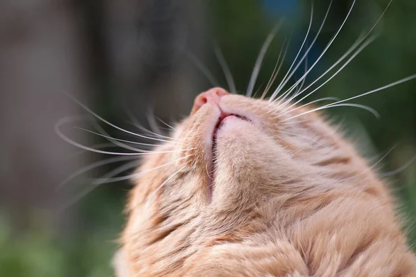 一只可爱猫咪嘴上的特写选择性镜头 — 图库照片