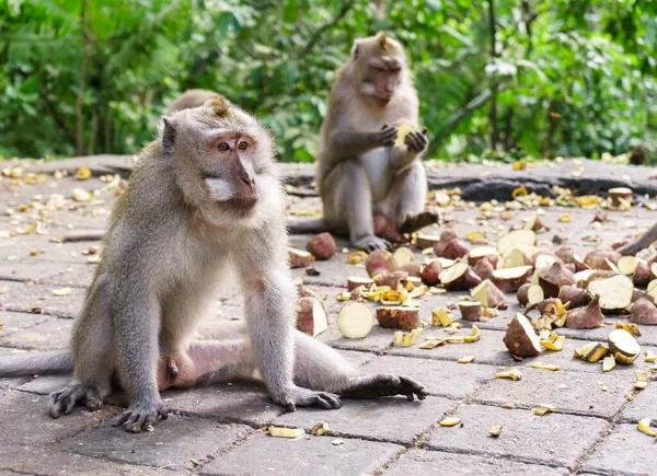 Los Monos Adultos Sientan Comen Bosque Bosque Monos Ubud Bali —  Fotos de Stock