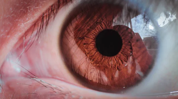 ライトブラウンの目のマクロショット — ストック写真