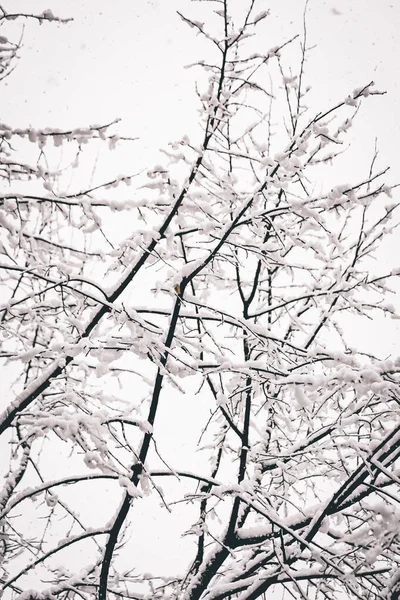 Een Verticaal Schot Van Een Besneeuwde Boom — Stockfoto