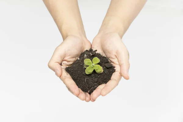 Tiro Perto Mãos Segurando Solo Uma Planta Conceito Salvar Terra — Fotografia de Stock