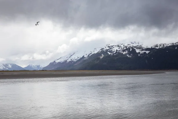 Seagull Storm Turnagain Arm Alaska — Stock Photo, Image