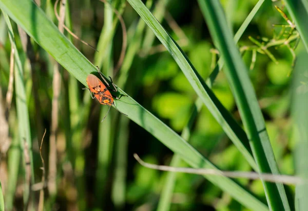 Closeup Red Soldier Bug Grass Field Sunlight Malta — Stock Photo, Image