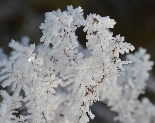 Une Mise Point Sélective Brindilles Recouvertes Givre — Photo