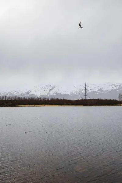 Seagull Storm Turnagain Arm Alaska — Stock Photo, Image