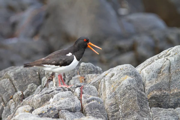 Zbliżenie Ujęcia Eurazjatyckiego Ptaka Oystercatcher Stojącego Skale Runde Island Norwegii — Zdjęcie stockowe