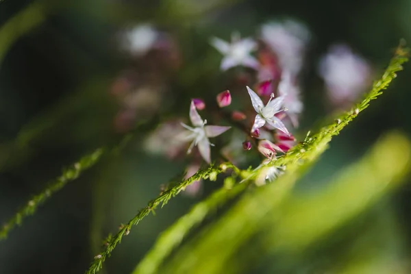 Detailní Záběr Malých Jemných Květin Rozmazaném Pozadí — Stock fotografie