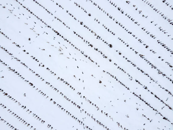 Zdjęcie Lotnicze Pól Pokrytych Śniegiem — Zdjęcie stockowe