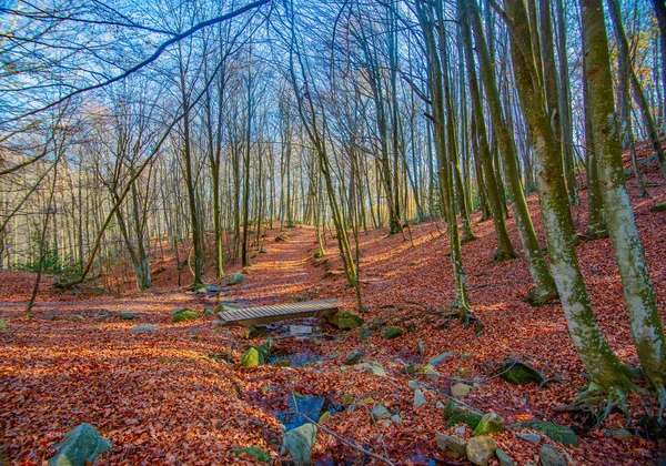 Una Hermosa Foto Del Parque Natural Del Montseny España —  Fotos de Stock