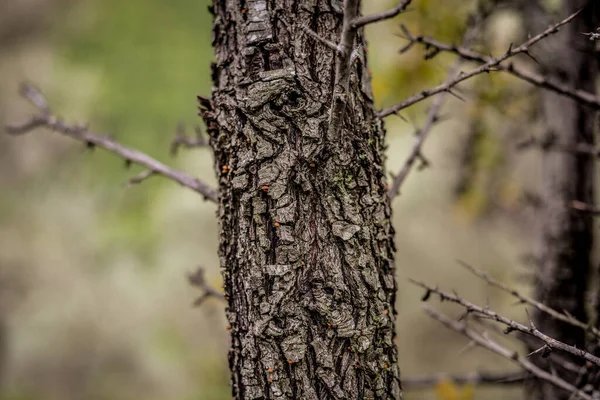 Mise Point Sélective Tronc Arbre — Photo