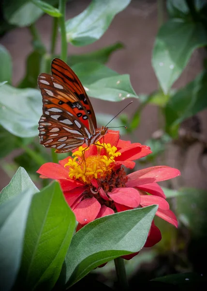 Gulf Fritillary Kelebeği Nin Çiçek Açan Bir Akıntıda Otururken Seçici — Stok fotoğraf